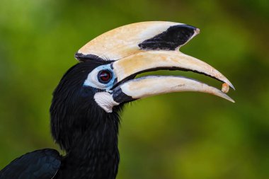 Oriental Pied-horn-bill - Anthracoceros albirostris, Güneydoğu Asya ormanları ve ormanlarından gelen küçük güzel boynuz gagası, Pangkor adası, Malezya.