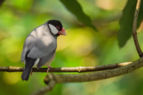 Java Sperling Lonchura Oryzivora Schöner Kleiner Grauer Sitzvogel Aus Asiatischen — Stockfoto