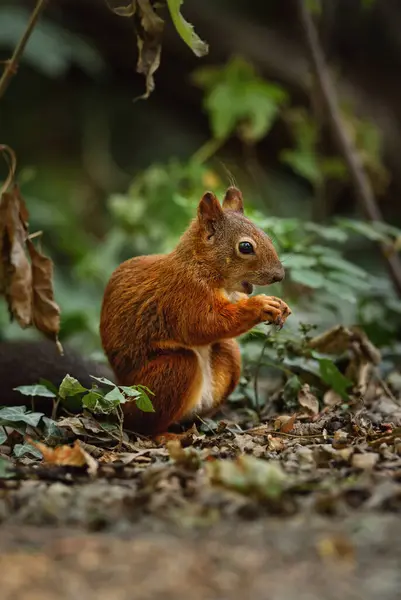 Eurasian Red Squirrel Sciurus Vulgaris Beautiful Popular Small Mammal European — Stock Photo, Image