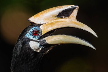 Oriental Pied-horn-bill - Anthracoceros albirostris, Güneydoğu Asya ormanları ve ormanlarından gelen küçük güzel boynuz gagası, Pangkor adası, Malezya.