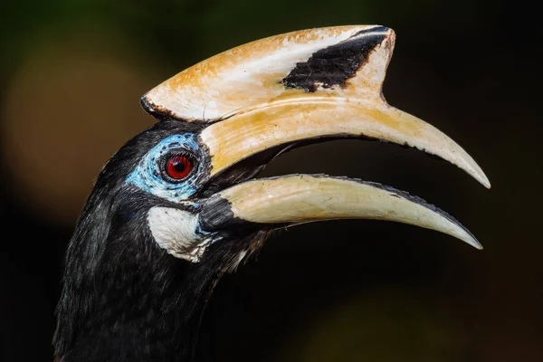 Orientalisk Pied Hornnäbb Antracoceros Albirostris Liten Vacker Hornnäbb Från Sydostasiatiska — Stockfoto