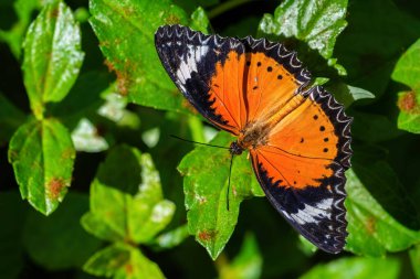 Leopar Lacewing - Cethosia siyanesi, Doğu Asya ormanlarından güzel turuncu ve kırmızı kelebek, Malezya.