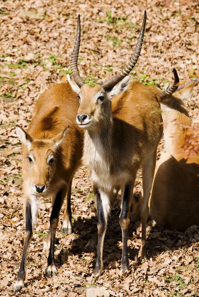 Lechwe Kobus Leche Belo Antílope Das Savanas Zonas Húmidas África — Fotografia de Stock