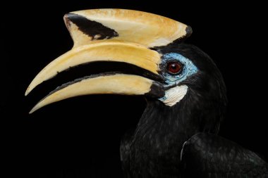Oriental Pied-horn-bill - Anthracoceros albirostris, Güneydoğu Asya ormanları ve ormanlarından gelen küçük güzel boynuz gagası, Pangkor adası, Malezya.