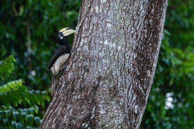 Oriental Pied-horn-bill - Anthracoceros albirostris, Güneydoğu Asya ormanları ve ormanlarından gelen küçük güzel boynuz gagası, Pangkor adası, Malezya.