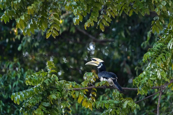 Pied Hornbill Oriental Anthracoceros Albirostris Petit Beau Calmar Des Forêts — Photo