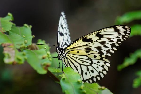 Papel Cometa Mariposa Idea Leuconoe Hermosa Mariposa Grande Los Prados — Foto de Stock