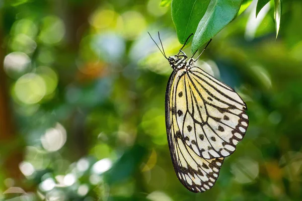 Papel Cometa Mariposa Idea Leuconoe Hermosa Mariposa Grande Los Prados — Foto de Stock