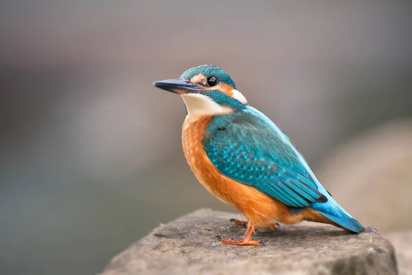Kingfisher Comum Alcedo Atthis Belo Pequeno Pássaro Azul Rios Lagos — Fotografia de Stock