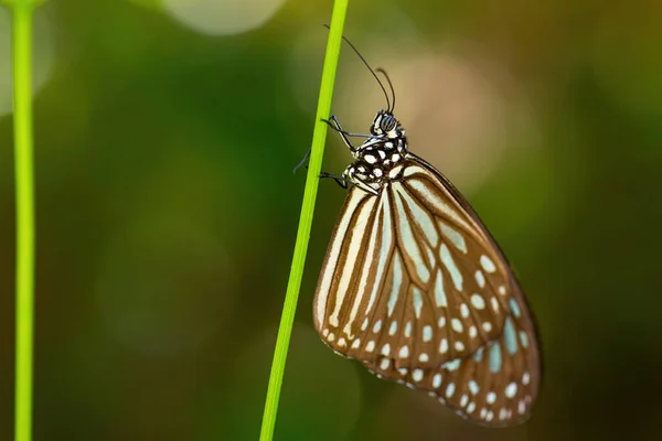 Blue Glassy Tiger Butterfly Ideopsis Vulgaris Hermosa Mariposa Grande Prados — Foto de Stock