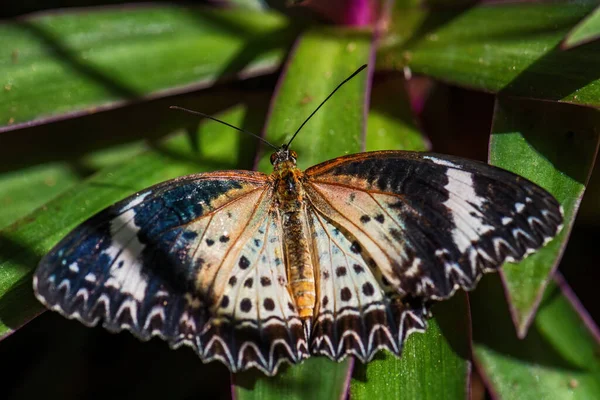 Leopard Lacewing Cethosia Cyane Piękny Pomarańczowy Czerwony Motyl Wschodnioazjatyckich Lasów — Zdjęcie stockowe