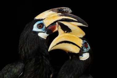 Oriental Pied-horn-bill - Anthracoceros albirostris, Güneydoğu Asya ormanları ve ormanlarından gelen küçük güzel boynuz gagası, Pangkor adası, Malezya.