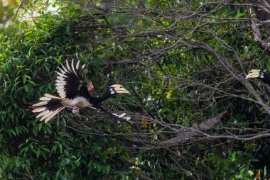 Oriental Pied-horn-bill - Anthracoceros albirostris, Güneydoğu Asya ormanları ve ormanlarından gelen küçük güzel boynuz gagası, Pangkor adası, Malezya.