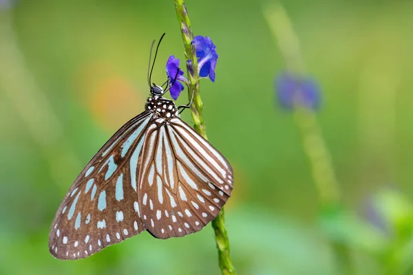 Blue Glassy Tiger Butterfly Ideopsis Vulgaris Hermosa Mariposa Grande Prados — Foto de Stock