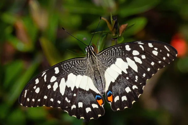 Limefjäril Papilio Demoleus Vacker Färgad Fjäril Från Asiatiska Ängar Och — Stockfoto