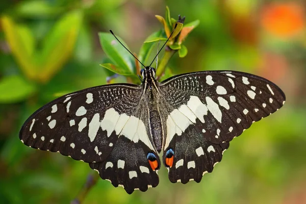 Lime Butterfly Papilio Demoleus Wunderschöner Farbiger Schmetterling Aus Asiatischen Wiesen — Stockfoto