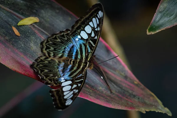 Clipper Farfalla Parthenos Sylvia Bella Colorata Butterly Cespugli Asiatici Foreste — Foto Stock