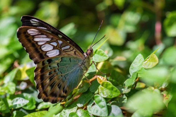 Clipper Butterfly Parthenos Sylvia Beautiful Colorful Butterly Asian Bushes Forests — Stock Photo, Image