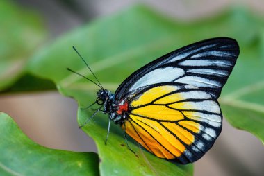 Kırmızı Leke Sawtooth - Prioneris filonomu, Asya çayırlarından güzel renkli kelebek, Nad Woodlands, Malezya.