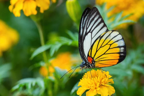 Redspot Sawtooth Prioneris Philonome Beautiful Colored Butterfly Asian Meadows Nad — Stock Photo, Image