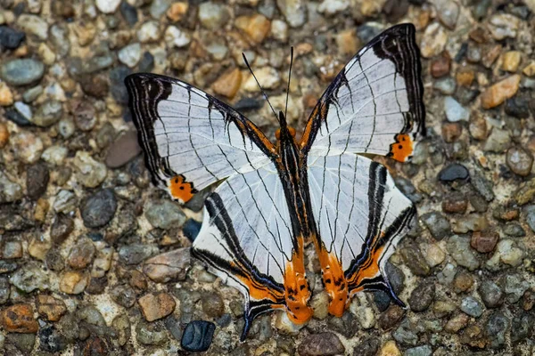 Rovinná Čára Mapa Křídla Cyrestis Nivea Krásný Barevný Motýl Jihovýchodní — Stock fotografie