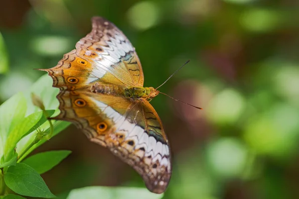 Malajský Motýl Vindula Dejone Krásný Žlutý Oranžový Motýl Jihovýchodní Asie — Stock fotografie