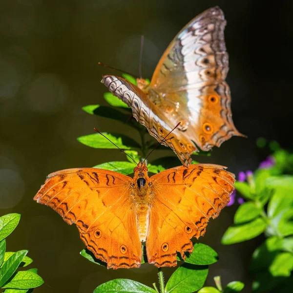 Malay Cruiser Butterfly Vindula Dejone Beautiful Yellow Orange Butterfly Southeast — Stock Photo, Image