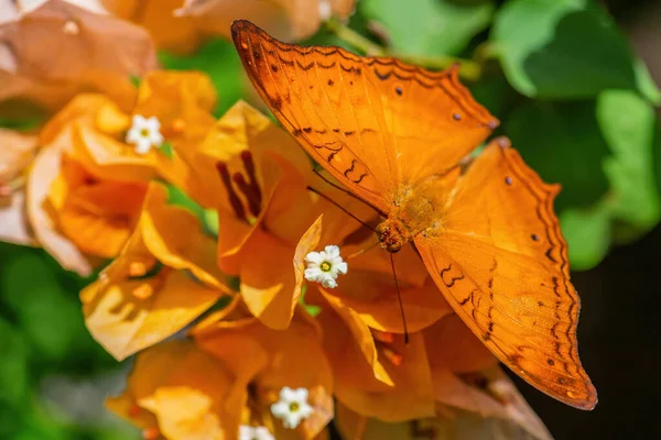 Malay Cruiser Butterfly Vindula Dejone Beautiful Yellow Orange Butterfly Southeast — Stock Photo, Image