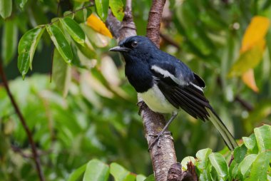Oriental Magpie-robin - Copsychus saularis, güzel siyah fındık beyazı kuş Asya ormanlarından, Mutiara Taman Negara, Malezya.