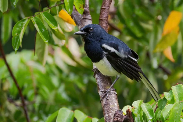 Oriental Magpie Robin Copsychus Saularis Beautiful Black Nad White Perching — Stock Photo, Image