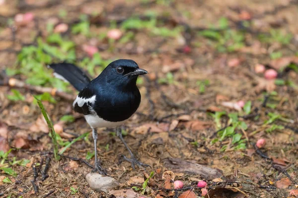 Oriental Magpie Robin Copsychus Saularis Beautiful Black Nad White Perching — Stock Photo, Image