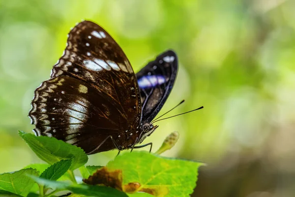 Common Eggfly Hypolimnas Bolina Krásný Barevný Motýl Asijských Australských Keřů — Stock fotografie