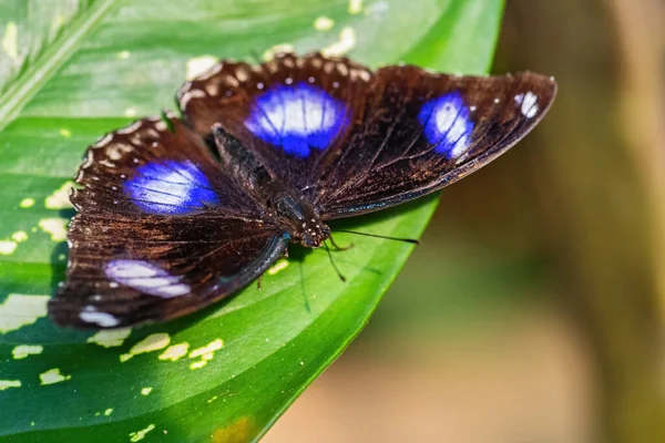 Common Eggfly Hypolimnas Bolina Beautiful Colored Butterfly Asian Australian Bushes — Stock Photo, Image
