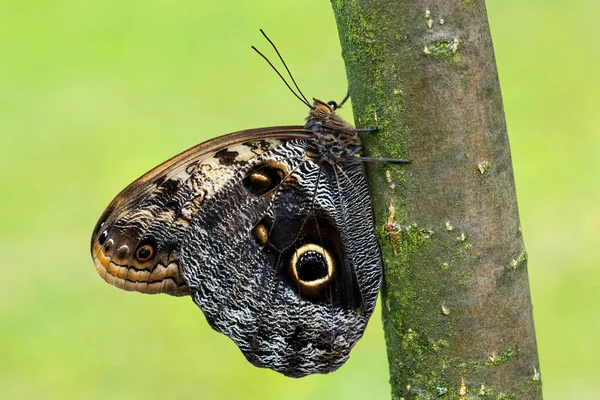 Гигантская Бабочка Сова Caligo Memnon Красивая Большая Бабочка Центральной Америки — стоковое фото