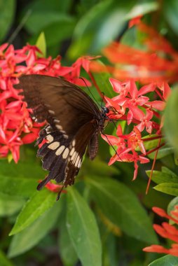 Mormon - Papilio politleri, Güneydoğu Asya çayır ve ormanlarından güzel büyük siyah kelebekler, Malezya.