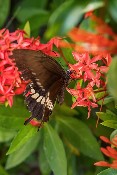 Mormon Papilio Politleri Güneydoğu Asya Çayır Ormanlarından Güzel Büyük Siyah — Stok fotoğraf