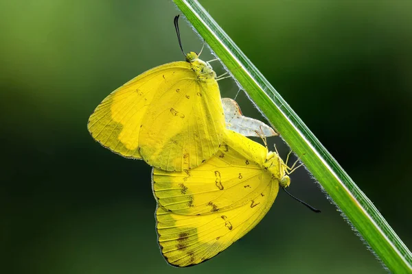 Three Spot Grass Yellow Eurema Blanda Vacker Gul Spets Fjäril — Stockfoto