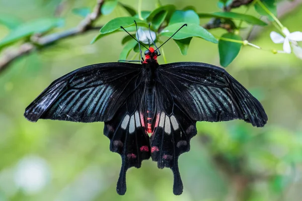 Common Rose Atrophaneura Aristolochiae Beautiful Large Black Buttefly Southeast Asian — Stock Photo, Image