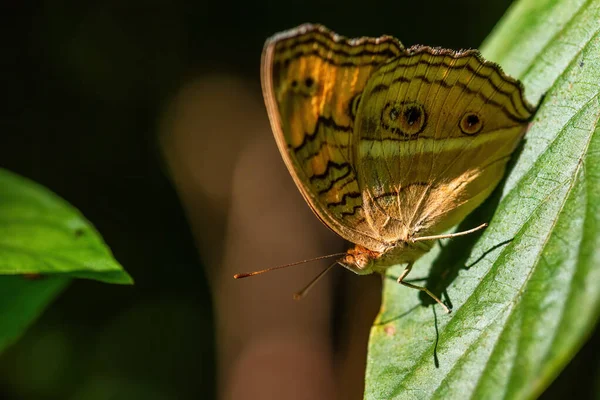 Paw Pansy Junonia Almana Piękny Pomarańczowy Motyl Południowo Wschodnich Łąk — Zdjęcie stockowe