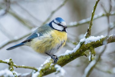 Blue Tit - Parus caeruleus, beautiful colored perching bird from European forests and gardens, Czech Republic.