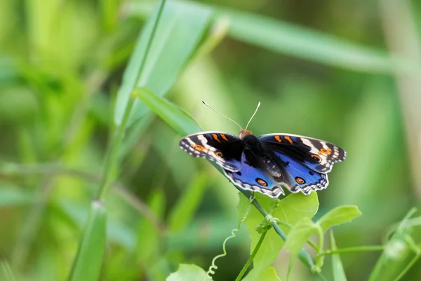 Blue Pansy Junonia Orithya Beau Papillon Bleu Noir Des Prairies — Photo