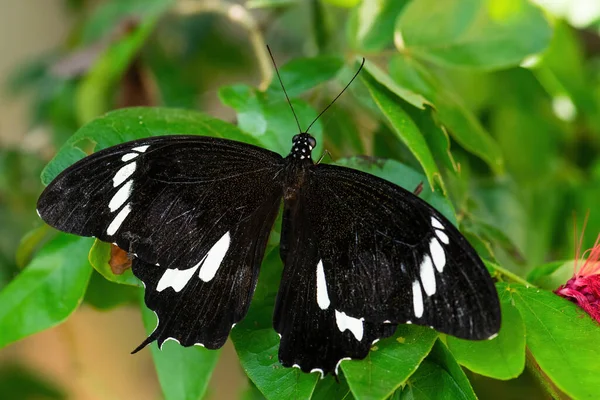 Siyah Beyaz Helen Papilio Nephelus Güneydoğu Asya Çayır Ormanlarından Güzel — Stok fotoğraf