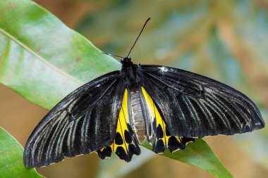 Birdwing - Troides helena, güzel sarı ve siyah kelebek Güneydoğu Asya çayır ve ormanlarından, Malezya.