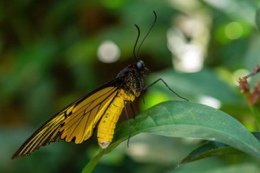 Birdwing - Troides helena, güzel sarı ve siyah kelebek Güneydoğu Asya çayır ve ormanlarından, Malezya.