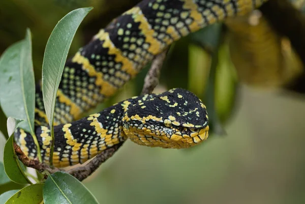 Wagler\'s pit viper - Tropidolaemus wagleri, beautiful colored viper from Southeast Asian forests and woodlands, Malaysia.