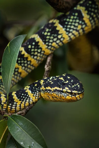 Viper Poço Wagler Tropidolaemus Eri Bela Víbora Colorida Das Florestas — Fotografia de Stock