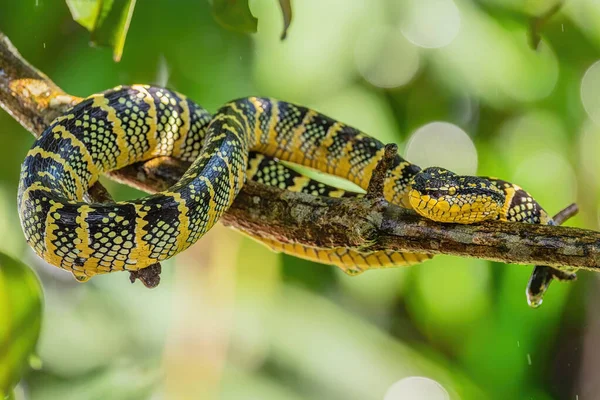 Wagler Pit Viper Tropidolaemus Wagleri Όμορφη Έγχρωμη Οχιά Από Δάση — Φωτογραφία Αρχείου