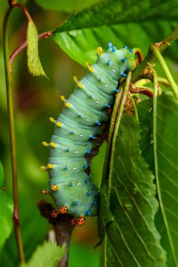 Cecropia güvesi - Hyalophora cecropia, Kuzey Amerika ormanları ve ormanlık alanlardan güzel büyük renkli güve, ABD.