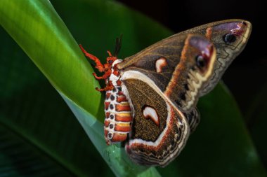 Cecropia güvesi - Hyalophora cecropia, Kuzey Amerika ormanları ve ormanlık alanlardan güzel büyük renkli güve, ABD.