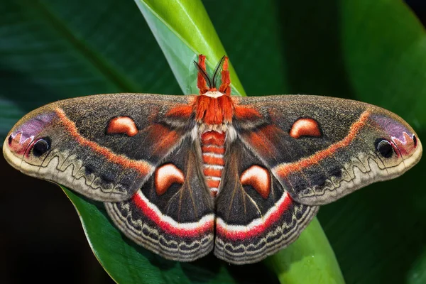 Cecropia güvesi - Hyalophora cecropia, Kuzey Amerika ormanları ve ormanlık alanlardan güzel büyük renkli güve, ABD.